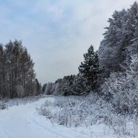 зима :: Владимир Зеленцов