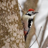 средний :: Алексей .