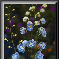 Цветение :: Владимир Кроливец