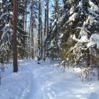 В февральском лесу :: Вячеслав Минаев