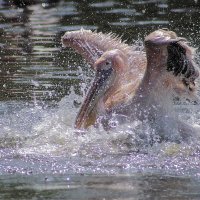 "ОРОЛ" :: Андроник Александр 