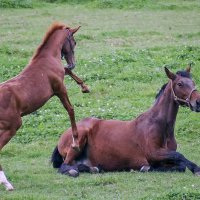 Ма- пошли играть :: Андроник Александр 