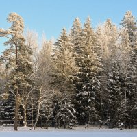 Вартемяги :: skijumper Иванов