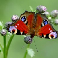 опять про бабочек...387 :: Александр Прокудин