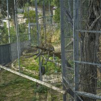 Зоопарк 02,02,2026г  мой любимчик ради него и пришёл   в  зоопарк :: ujgcvbif 