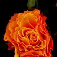 Пламя :: Светлана 