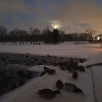 Утки :: Сапсан 