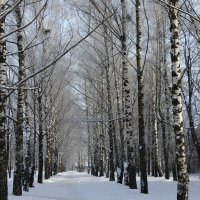 Зимняя березовая аллея :: Наталья ***