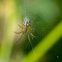 Макро :: Владимир Лазарев