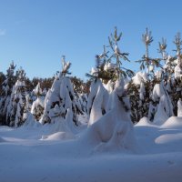 В белых шубках. :: Николай 