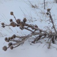 Колючий снег.. :: Андрей Хлопонин