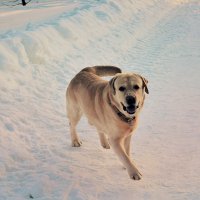 Добрейший пёс Даня зовёт поиграть. :: Татьяна Помогалова