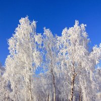 В белом инее берёзы. Злы в Сибири холода! :: nadyasilyuk Вознюк В белом инее берёзы. Злы в Сибири холода! :: nadyasilyuk Вознюк