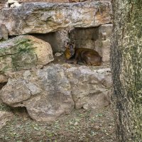 Хайфа *Зоопарк * 02,02,2026г :: ujgcvbif