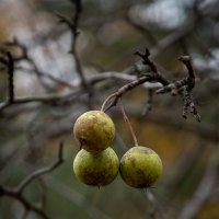 Последние остались... :: Ирина С