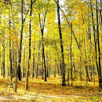 ЖЕЛТАЯ ОСЕНЬ В ПАРКЕ :: Валентина ЖЕЛТАЯ ОСЕНЬ В ПАРКЕ :: Валентина