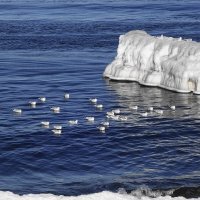 Чайки, Балтийское море, Зеленоградск, Калининградская область :: Рита Симонова