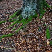 Природа Крыма :: Amazing Cosmea