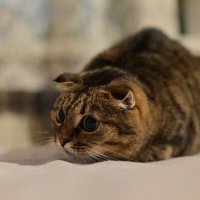 Острый взгляд, мягкий хвост :: Владислав Левашов