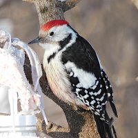 Средний пёстрый дятел :: Лина