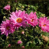 Хризантемы :: Валентина Надсон