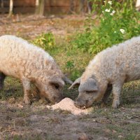 полдник :: vg154