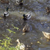 Утиный пруд :: Freddy 97