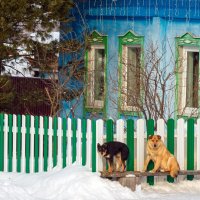 Деревенские пёсы.... :: Алексей Мезенцев Деревенские пёсы.... :: Алексей Мезенцев