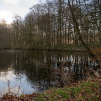 В лесопарке... :: Николай Гирш