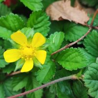 ,,, :: Сергей Тимоновский