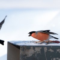 Прогнал... :: Владимир Безбородов