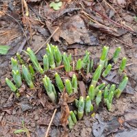 Взошли подснежники :: Наталья 