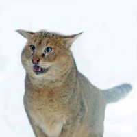 камышовый :: Михаил Бибичков