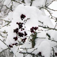 До марта скованы пруды, Но как теплы дома! В сугробы кутает сады Заботливо зима... :: "The Natural World" Александер