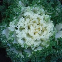 Декаративная капуста :: Елена Сухорученкова