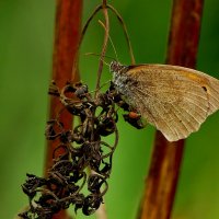 опять про бабочек...393 :: Александр Прокудин