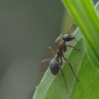 Муравьишка :: Надежда Куркина 