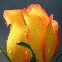 Макро... :: Валерий Кокорев