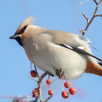 Свиристель :: Виктор Иванович Чернюк
