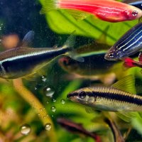 Обитатели аквариума :: Мариша 
