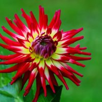 Доброе утро :: Юрий. Шмаков