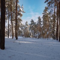 Во бору. :: Николай 