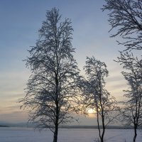 О зимнем солнце :: Ольга 