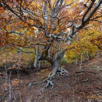Природа Крыма :: Amazing Cosmea