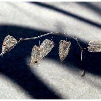 С физалисом :: Aleksandr Gal