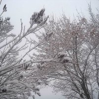 Зимние мотивы :: Елена Семигина