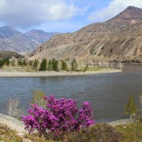 Весенняя природа :: елена беликова