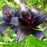 Черные лилии  в каплях дождя. :: Наталья ***