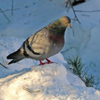 *** :: Светлана 