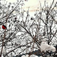 Снегири зимние птички. :: Михаил Столяров